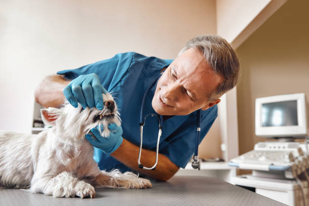 Best Emergency Dentist for Knocked-Out Tooth in Seabrook, TX